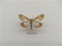 藏品(尺蛾104)的圖片